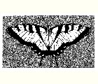 Butterfly (Motýl) 1