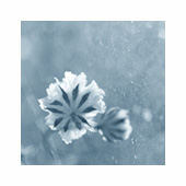 kvetiny-slunce-001-men-vyr-4.jpg