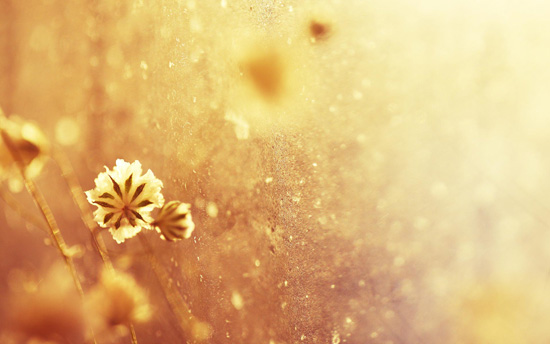 kvetiny-slunce-001-men.jpg